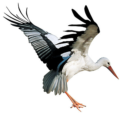 포토 JPG 동물 척추동물 한마리 야생동물 컬러 날개 조류 누끼 사람없음 학 흰색 비행 부리 날갯짓 철새 천연기념물 국내포토 1 파일형식