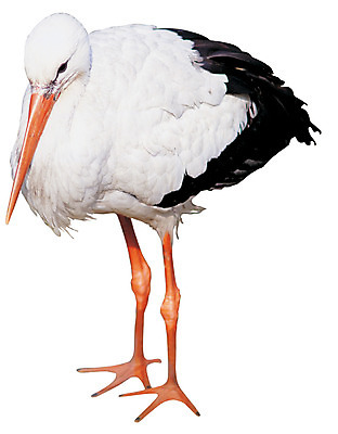 포토 JPG 동물 척추동물 한마리 야생동물 컬러 조류 서기 누끼 사람없음 학 흰색 부리 철새 천연기념물 국내포토 1 모션 파일형식