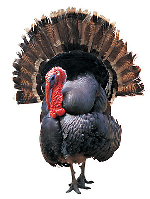 포토 JPG 동물 척추동물 한마리 육지동물 조류 누끼 사람없음 가축 화려 깃털 수컷 꼬리 칠면조 꽁지 국내포토 1 컨셉 파일형식