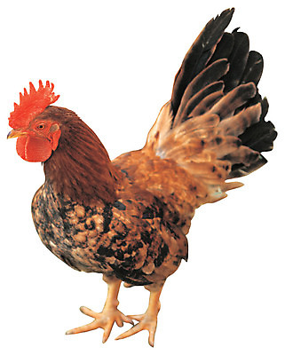 포토 JPG 동물 척추동물 한마리 육지동물 조류 누끼 사람없음 가축 닭 깃털 수컷 꼬리 수탉 닭벼슬 양계 양계장 국내포토 1 파일형식