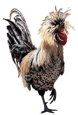 포토 JPG 동물 척추동물 한마리 육지동물 조류 서기 누끼 사람없음 가축 닭 깃털 수컷 꼬리 수탉 꽁지 닭벼슬 국내포토 1 모션 파일형식