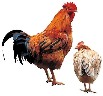 포토 JPG 동물 척추동물 육지동물 한쌍 두마리 조류 누끼 사람없음 가축 닭 암컷 수컷 수탉 닭벼슬 암탉 양계 양계장 국내포토 2 파일형식