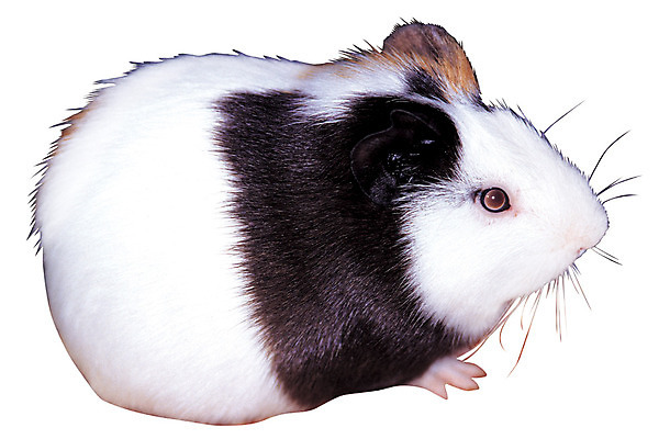 포토 JPG 동물 척추동물 한마리 육지동물 포유류 초식동물 누끼 사람없음 옆모습 쥐 설치류 기니피그 반려 국내포토 1 뷰포인트 파일형식