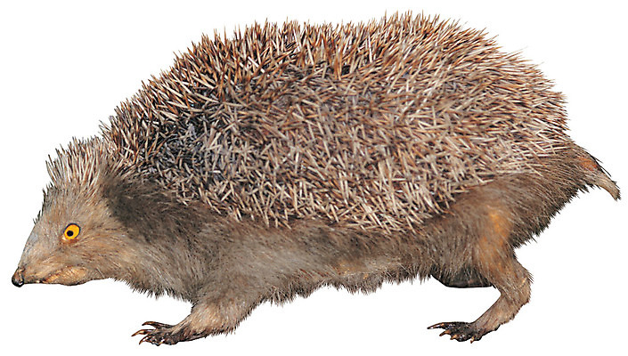 포토 JPG 동물 척추동물 한마리 육지동물 야생동물 포유류 누끼 사람없음 옆모습 가시 작음 고슴도치 국내포토 1 뷰포인트 크기 파일형식