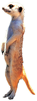 포토 JPG 동물 척추동물 한마리 육지동물 응시 야생동물 포유류 서기 누끼 사람없음 옆모습 경계 미어캣 보초 국내포토 1 시선 뷰포인트 모션 파일형식