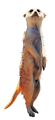 포토 JPG 동물 척추동물 한마리 육지동물 응시 야생동물 포유류 서기 누끼 사람없음 경계 미어캣 보초 국내포토 1 시선 모션 파일형식