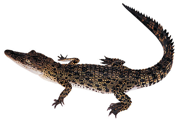 포토 JPG 동물 척추동물 한마리 육지동물 야생동물 무늬 파충류 누끼 사람없음 수중동물 꼬리 맹수 육식동물 악어 수륙양생 포악 국내포토 1 컨셉 파일형식