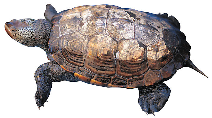 포토 JPG 동물 한마리 육지동물 야생동물 파충류 누끼 사람없음 바다동물 수중동물 거북이 수륙양생 국내포토 1 바다 파일형식