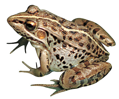 포토 JPG 동물 한마리 육지동물 야생동물 컬러 무늬 개구리 양서류 누끼 사람없음 갈색 수중동물 두꺼비 수륙양생 점박이 국내포토 1 파일형식