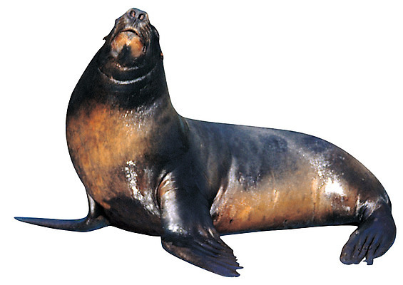 포토 JPG 동물 척추동물 한마리 포유류 누끼 사람없음 바다동물 수중동물 물개 육식동물 바다사자 국내포토 1 바다 파일형식