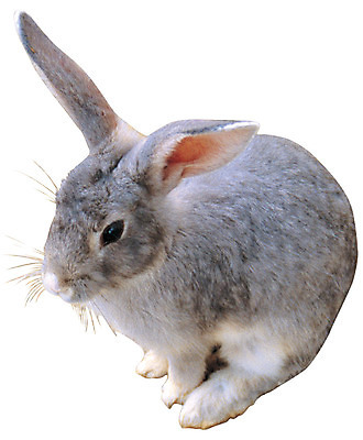 포토 JPG 동물 척추동물 한마리 육지동물 컬러 포유류 초식동물 누끼 앉기 사람없음 가축 회색 토끼 반려 국내포토 1 모션 반려동물 파일형식