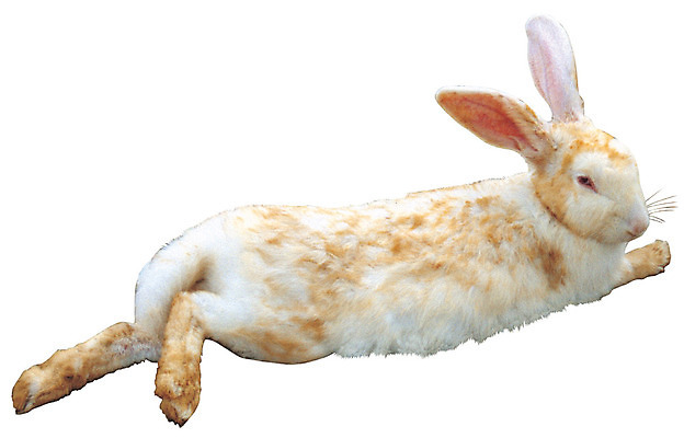 포토 JPG 동물 척추동물 한마리 육지동물 엎드리기 컬러 포유류 초식동물 누끼 사람없음 눕기 가축 흰색 토끼 반려 국내포토 1 모션 반려동물 파일형식