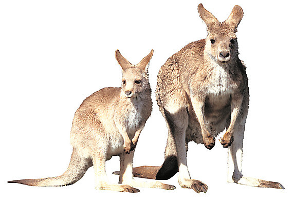 포토 JPG 동물 척추동물 육지동물 응시 야생동물 새끼 두마리 포유류 초식동물 서기 누끼 사람없음 어미 호주 캥거루 국내포토 시선 2 모션 오세아니아 파일형식