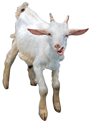 포토 JPG 동물 척추동물 한마리 육지동물 컬러 포유류 초식동물 염소 서기 누끼 사람없음 가축 흰색 국내포토 1 모션 파일형식