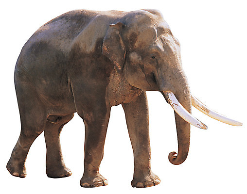 포토 JPG 동물 척추동물 한마리 육지동물 야생동물 컬러 이동 포유류 초식동물 코끼리 뼈 서기 누끼 사람없음 옆모습 걷기 회색 상아 국내포토 1 뷰포인트 컨셉 모션 파일형식