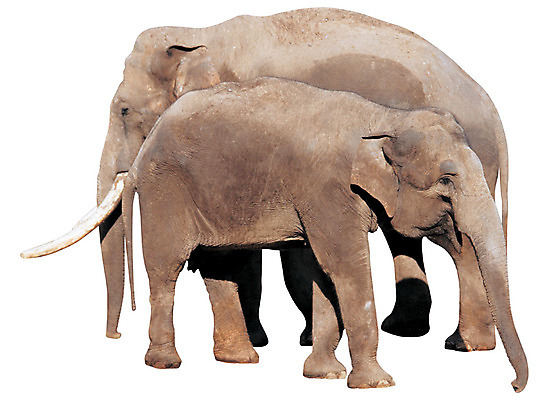 포토 JPG 동물 척추동물 육지동물 야생동물 새끼 컬러 두마리 포유류 초식동물 코끼리 뼈 서기 누끼 사람없음 옆모습 회색 어미 상아 국내포토 뷰포인트 2 모션 파일형식