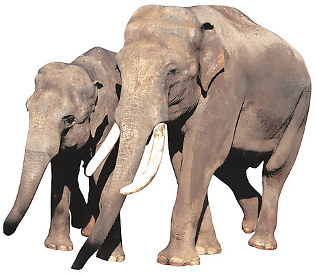 포토 JPG 동물 척추동물 육지동물 야생동물 새끼 컬러 이동 두마리 포유류 초식동물 코끼리 뼈 서기 누끼 사람없음 걷기 회색 어미 상아 국내포토 컨셉 2 모션 파일형식