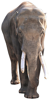 포토 JPG 동물 척추동물 한마리 육지동물 야생동물 컬러 포유류 초식동물 코끼리 뼈 서기 누끼 사람없음 앞모습 회색 상아 국내포토 1 뷰포인트 모션 파일형식