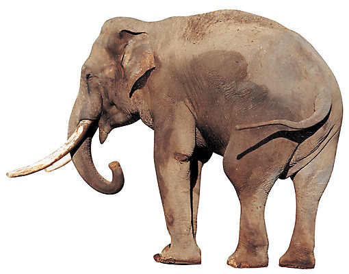 포토 JPG 동물 척추동물 한마리 육지동물 야생동물 컬러 포유류 초식동물 코끼리 뼈 서기 누끼 사람없음 옆모습 회색 상아 국내포토 1 뷰포인트 모션 파일형식