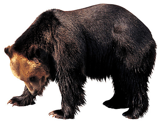 포토 JPG 동물 척추동물 한마리 육지동물 야생동물 컬러 곰 포유류 서기 누끼 사람없음 옆모습 검은색 맹수 육식동물 불곰 국내포토 1 뷰포인트 모션 파일형식