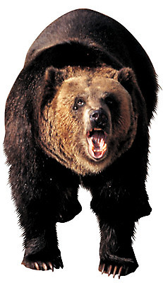 포토 JPG 동물 척추동물 한마리 육지동물 야생동물 컬러 곰 포유류 서기 누끼 사람없음 앞모습 검은색 맹수 육식동물 불곰 포효 국내포토 1 뷰포인트 모션 외침 파일형식