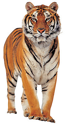 포토 JPG 동물 척추동물 한마리 육지동물 야생동물 컬러 포유류 서기 누끼 사람없음 갈색 줄무늬 호랑이 맹수 육식동물 황호 국내포토 1 무늬 모션 파일형식