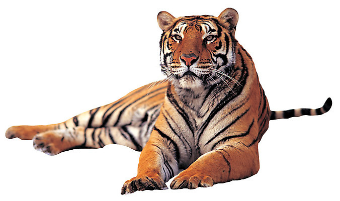 포토 JPG 동물 척추동물 한마리 육지동물 야생동물 엎드리기 포유류 누끼 앉기 사람없음 줄무늬 호랑이 맹수 육식동물 황호 국내포토 1 무늬 모션 파일형식