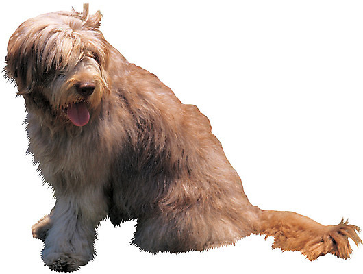 포토 JPG 동물 척추동물 한마리 육지동물 응시 반려견 포유류 털 누끼 앉기 사람없음 옆모습 반려동물 강아지 메롱 천연기념물 반려 삽살개 국내포토 1 시선 뷰포인트 모션 개 파일형식