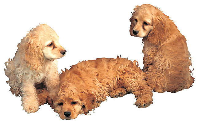 포토 JPG 동물 척추동물 육지동물 반려견 엎드리기 컬러 포유류 세마리 누끼 앉기 사람없음 반려동물 갈색 코커스패니얼 개 강아지 아메리칸코커스패니얼 반려 국내포토 모션 3 스패니얼 파일형식