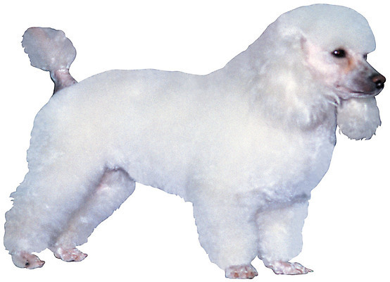 포토 JPG 동물 척추동물 한마리 육지동물 반려견 컬러 포유류 서기 누끼 사람없음 옆모습 반려동물 뷰티 흰색 개 강아지 푸들 반려 애견미용 국내포토 1 뷰포인트 모션 파일형식