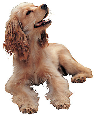 포토 JPG 동물 척추동물 한마리 육지동물 반려견 엎드리기 컬러 포유류 누끼 앉기 사람없음 반려동물 갈색 코커스패니얼 개 강아지 아메리칸코커스패니얼 반려 국내포토 1 모션 스패니얼 파일형식