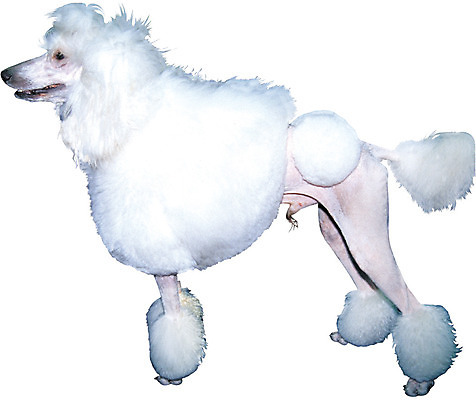 포토 JPG 동물 척추동물 한마리 육지동물 반려견 컬러 포유류 서기 누끼 사람없음 옆모습 반려동물 뷰티 흰색 개 강아지 푸들 대형견 반려 애견미용 국내포토 1 뷰포인트 모션 파일형식