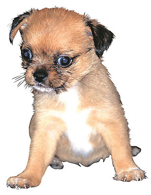 포토 JPG 동물 척추동물 한마리 육지동물 응시 반려견 새끼 컬러 포유류 누끼 앉기 사람없음 반려동물 갈색 개 강아지 반려 국내포토 1 시선 모션 파일형식