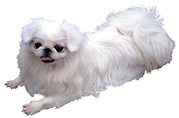 포토 JPG 동물 척추동물 한마리 육지동물 반려견 엎드리기 컬러 포유류 누끼 앉기 사람없음 반려동물 흰색 개 강아지 페키니즈 소형견 반려 국내포토 1 모션 파일형식