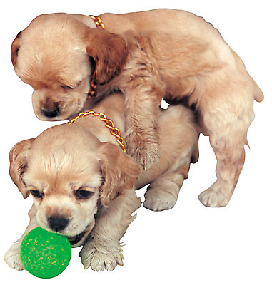 포토 JPG 동물 척추동물 육지동물 반려견 새끼 컬러 두마리 장난 공 포유류 놀이 누끼 사람없음 반려동물 갈색 코커스패니얼 개 강아지 호기심 공놀이 아메리칸코커스패니얼 반려 국내포토 감정 컨셉 2 스패니얼 파일형식