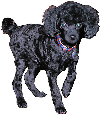 포토 JPG 동물 척추동물 한마리 육지동물 반려견 컬러 포유류 서기 누끼 사람없음 반려동물 검은색 개 강아지 푸들 목줄 반려 국내포토 1 모션 파일형식 반려용품