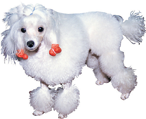 포토 JPG 동물 척추동물 한마리 육지동물 반려견 컬러 포유류 서기 누끼 사람없음 반려동물 뷰티 흰색 개 강아지 푸들 반려 애견미용 국내포토 1 모션 파일형식