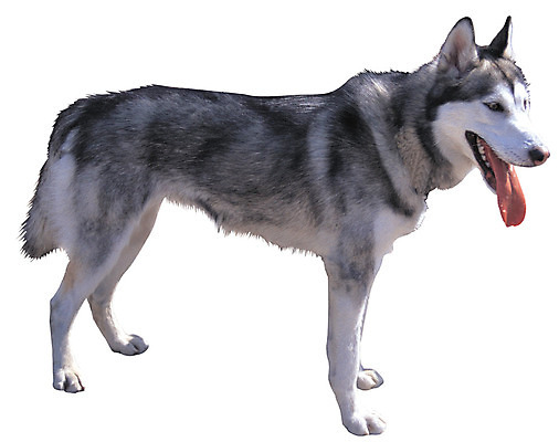 포토 JPG 동물 척추동물 한마리 육지동물 반려견 포유류 서기 누끼 사람없음 옆모습 반려동물 개 강아지 시베리안허스키 메롱 대형견 반려 국내포토 1 뷰포인트 모션 파일형식