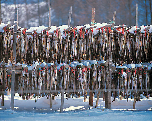 포토 JPG 주간 계절 겨울 식재료 자연 어패류 어류 풍경 사람없음 야외 눈 대구 동태 황태덕장 국내포토 자연요소 동물 날씨 어업 수중동물 생태계 파일형식