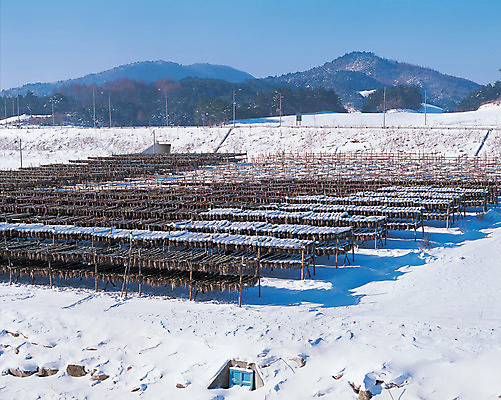 포토 JPG 주간 계절 겨울 식재료 자연 어패류 어류 풍경 사람없음 야외 눈 대구 동태 황태덕장 국내포토 자연요소 동물 날씨 어업 수중동물 생태계 파일형식