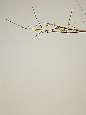 포토 JPG 스튜디오촬영 나무 한국문화 한국전통 전통 전통소품 한국 실내 꽃나무 사람없음 나뭇가지 오브젝트 국내포토 식물 동양문화 꽃 아시아 내부 파일형식