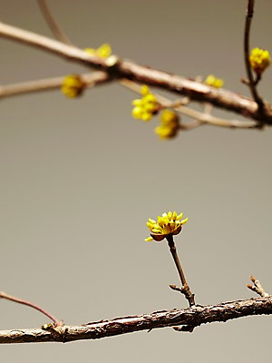 포토 JPG 스튜디오촬영 나무 한국문화 한국전통 전통 전통소품 한국 실내 꽃나무 사람없음 나뭇가지 오브젝트 국내포토 식물 동양문화 꽃 아시아 내부 파일형식