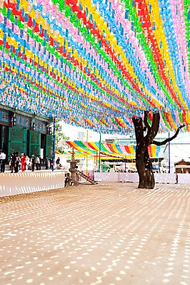 포토 JPG 나무 건축물 종교 불교 풍경 야외 부처님오신날 사찰 연등 조계사 국내포토 식물 기념일 건축 종교건축 등불 불교용품 종로 파일형식