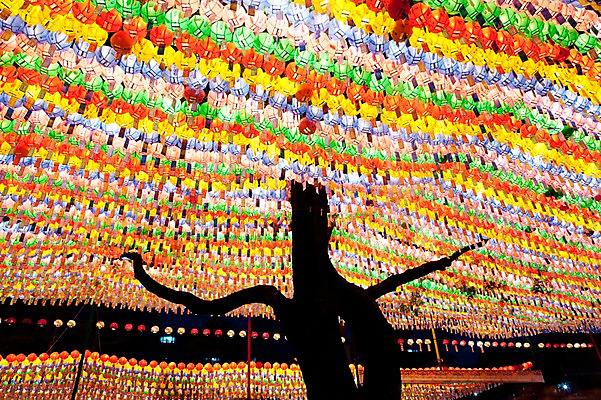 포토 JPG 나무 종교 불교 불 사람없음 야외 부처님오신날 연등 국내포토 자연요소 식물 기념일 등불 불교용품 파일형식