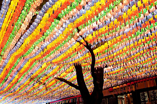 포토 JPG 나무 종교 불교 불 사람없음 야외 부처님오신날 연등 국내포토 자연요소 식물 기념일 등불 불교용품 파일형식