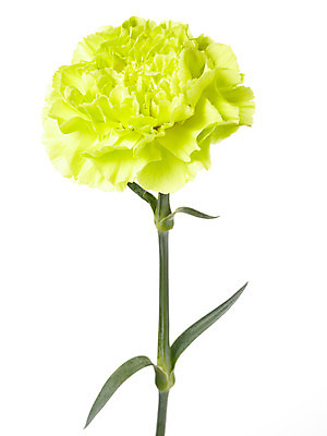 포토 JPG 스튜디오촬영 식물 기념일 꽃 한송이 실내 누끼 사람없음 노란색 촬영 어버이날 카네이션 감사 국내포토 1 감정 컬러 이벤트 내부 송이 파일형식