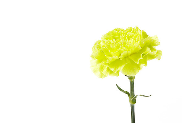 포토 JPG 스튜디오촬영 식물 기념일 꽃 한송이 실내 누끼 사람없음 노란색 촬영 어버이날 카네이션 감사 국내포토 1 감정 컬러 이벤트 내부 송이 파일형식