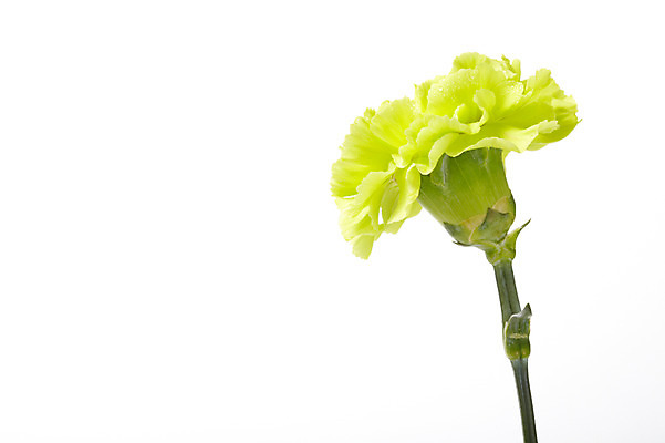 포토 JPG 스튜디오촬영 식물 기념일 꽃 한송이 실내 누끼 사람없음 노란색 촬영 어버이날 카네이션 감사 국내포토 1 감정 컬러 이벤트 내부 송이 파일형식