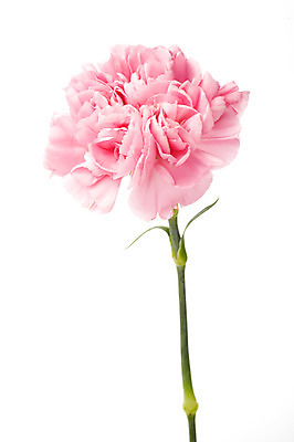 포토 JPG 스튜디오촬영 식물 기념일 꽃 분홍색 한송이 실내 누끼 사람없음 촬영 어버이날 카네이션 감사 국내포토 1 감정 컬러 이벤트 내부 송이 파일형식