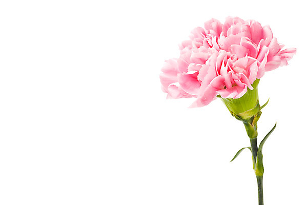 포토 JPG 스튜디오촬영 식물 기념일 꽃 분홍색 한송이 실내 누끼 사람없음 촬영 어버이날 카네이션 감사 국내포토 1 감정 컬러 이벤트 내부 송이 파일형식